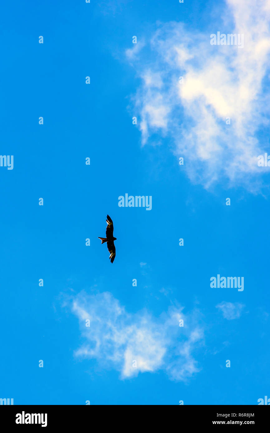 Falcon sauvages sur le ciel Banque D'Images