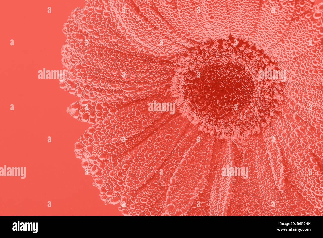 Résumé fond couleur corail vivant avec gerbera en hiver nature Banque D'Images