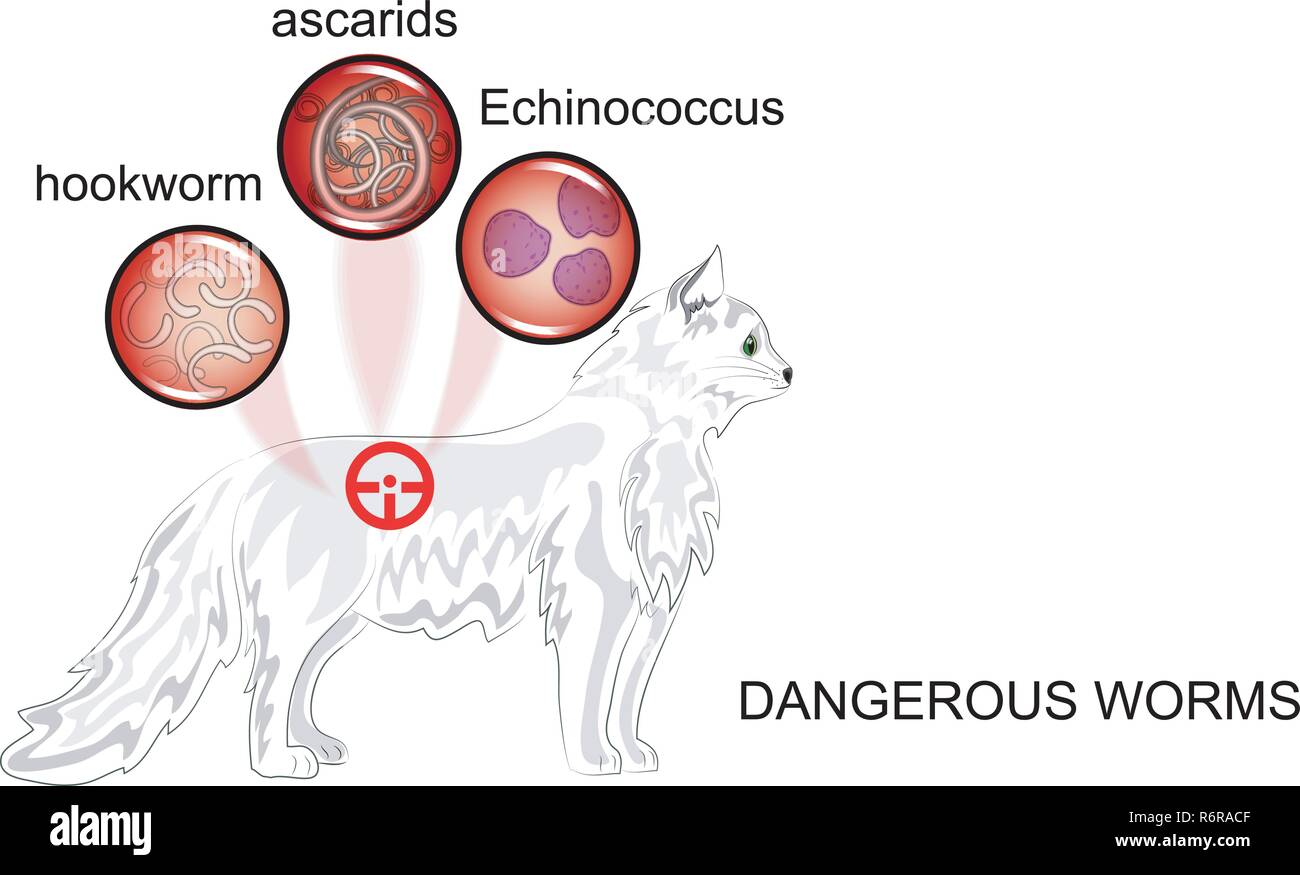 Illustration de l'infection d'helminthes chez les animaux, dangereux pour les personnes Illustration de Vecteur
