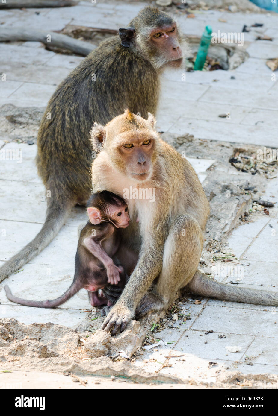 L'adulte et infantile des Macaques Rhésus (Macaca mulatta) dans Wat Khao Takiap, Hua Hin, Thaïlande Banque D'Images