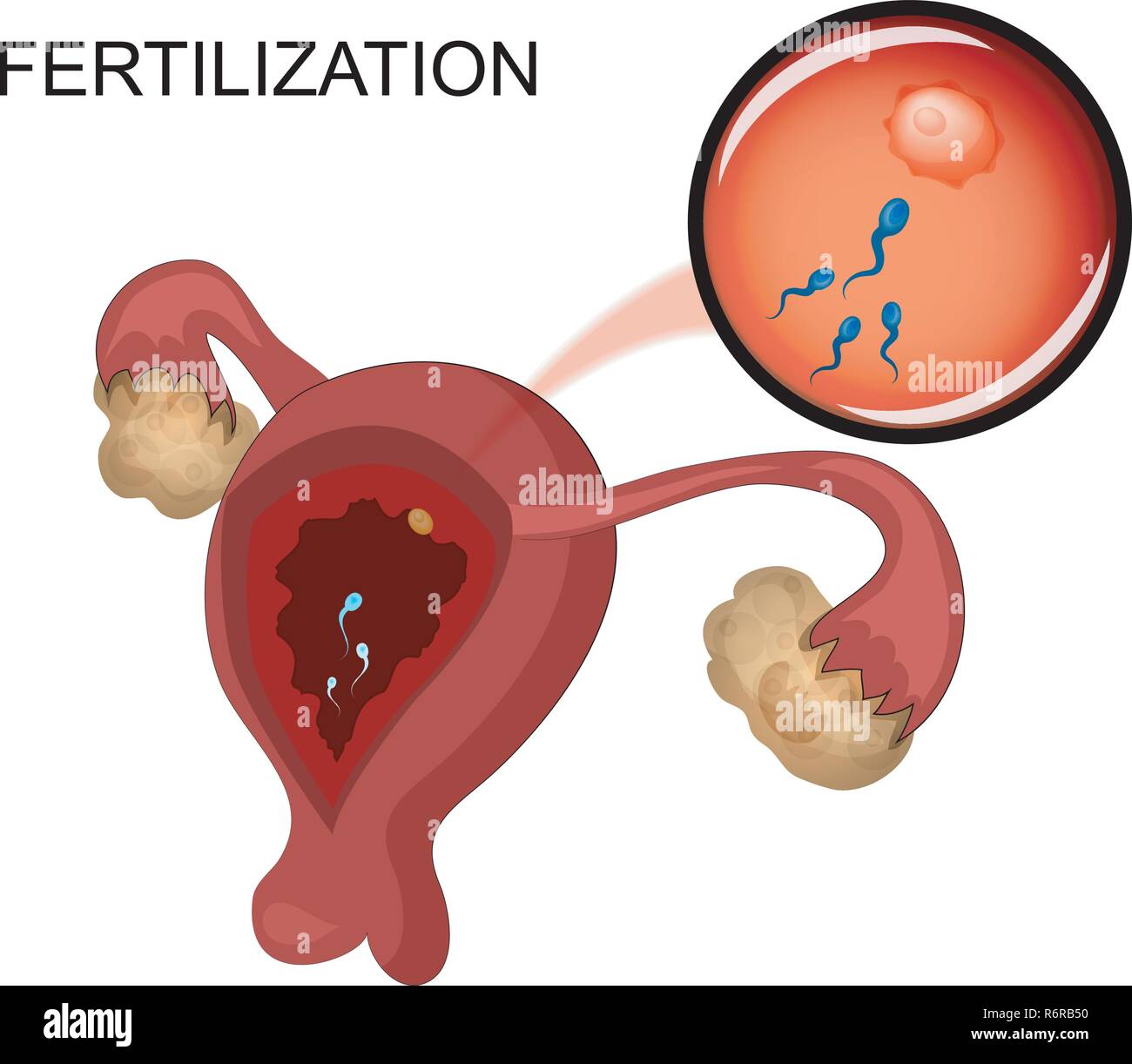 Vector illustration d'organes reproducteurs femelles de sperme. Illustration de Vecteur