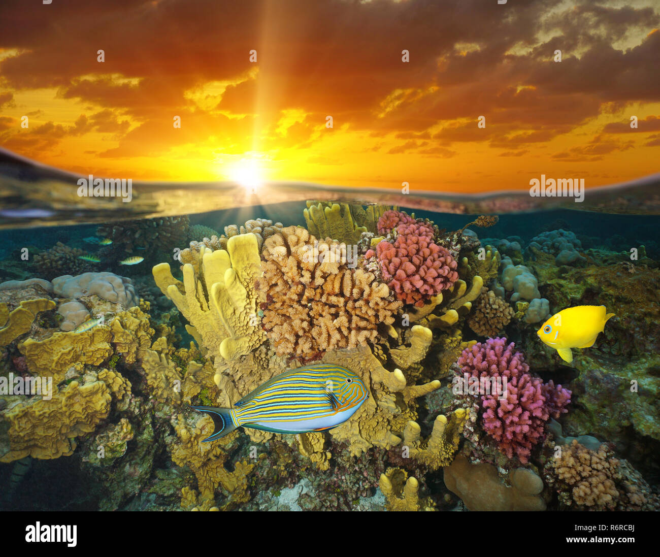 Ciel de coucher du soleil et des récifs coralliens colorés avec des poissons de mer sous-marine, split voir la moitié au-dessus et au-dessous de la surface de l'eau, Bora Bora, Polynésie française, l'océan Pacifique Banque D'Images