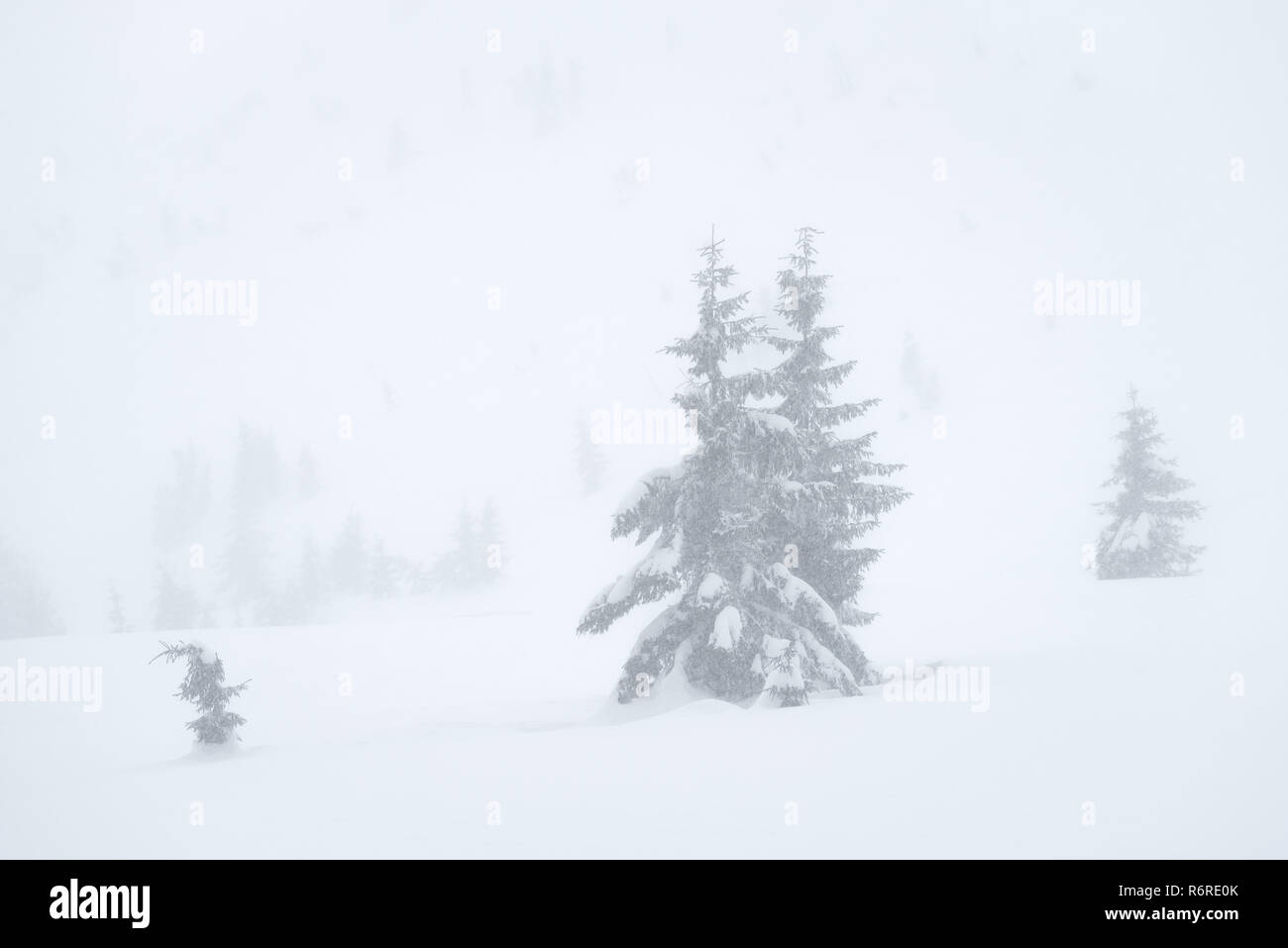Tempête de neige dans les montagnes d'hiver. Paysage aux arbres de l'épinette dans le brouillard. Natural Background Banque D'Images