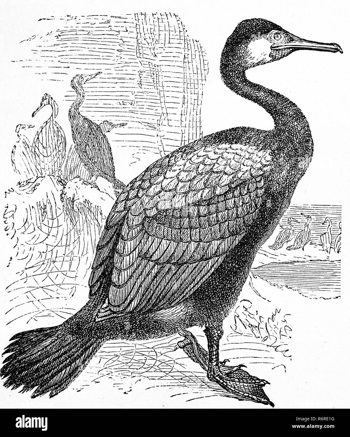 L'amélioration de la reproduction numérique, Grand cormoran, 41059, Phalacrocorax carbo, tirage original du 19ème siècle Banque D'Images