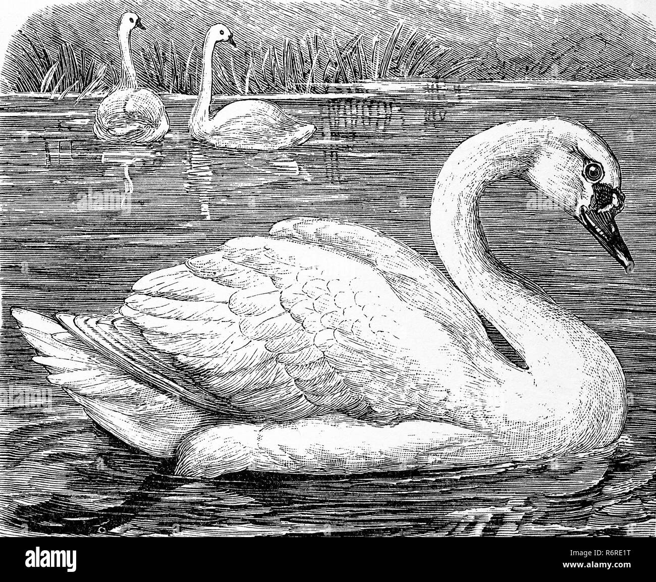 L'amélioration de la reproduction numérique, mute swan, l'établissement Hôtel¶ckerschwan, Cygnus olor, tirage original du 19ème siècle Banque D'Images