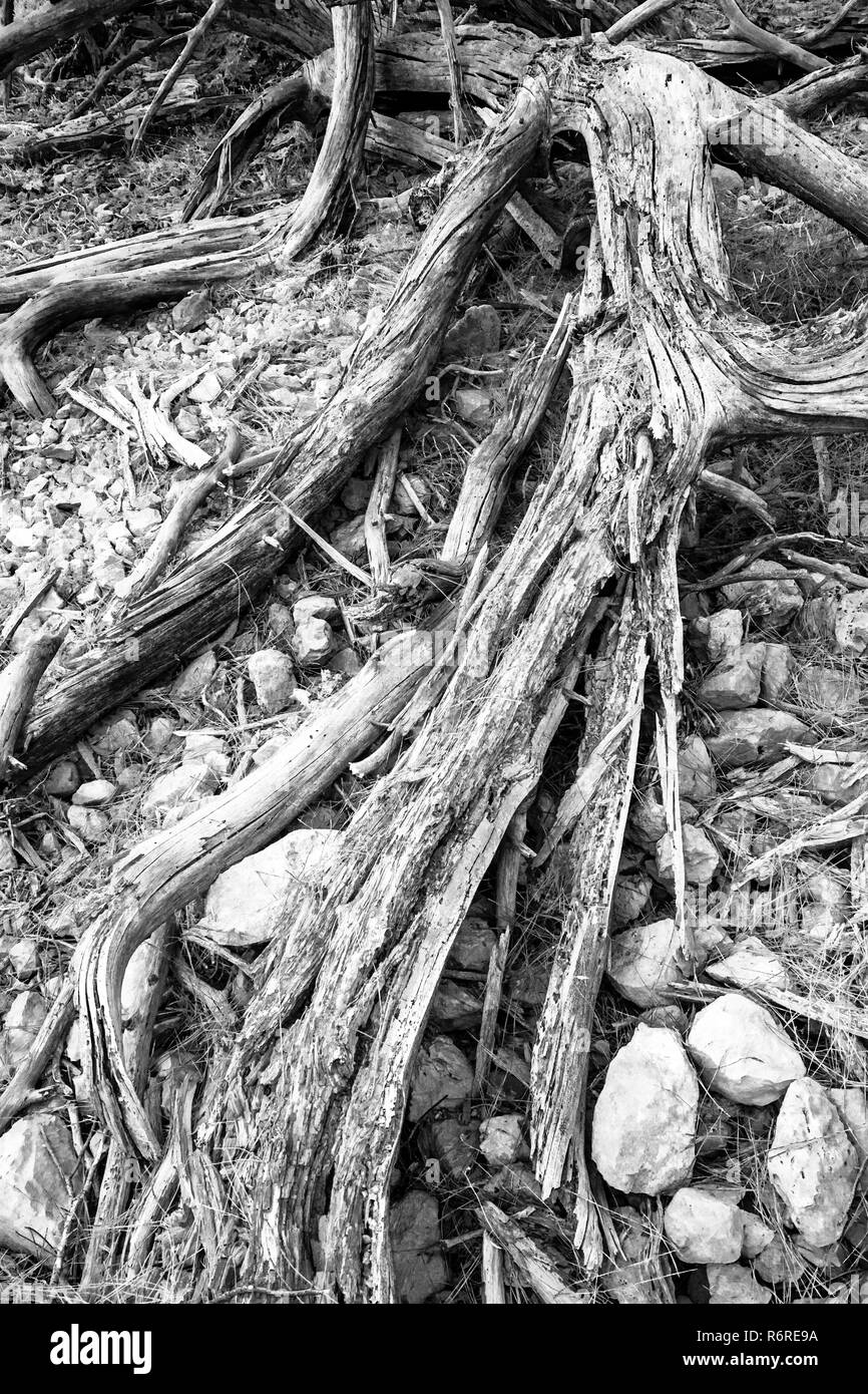 Chemin dans la forêt Banque D'Images