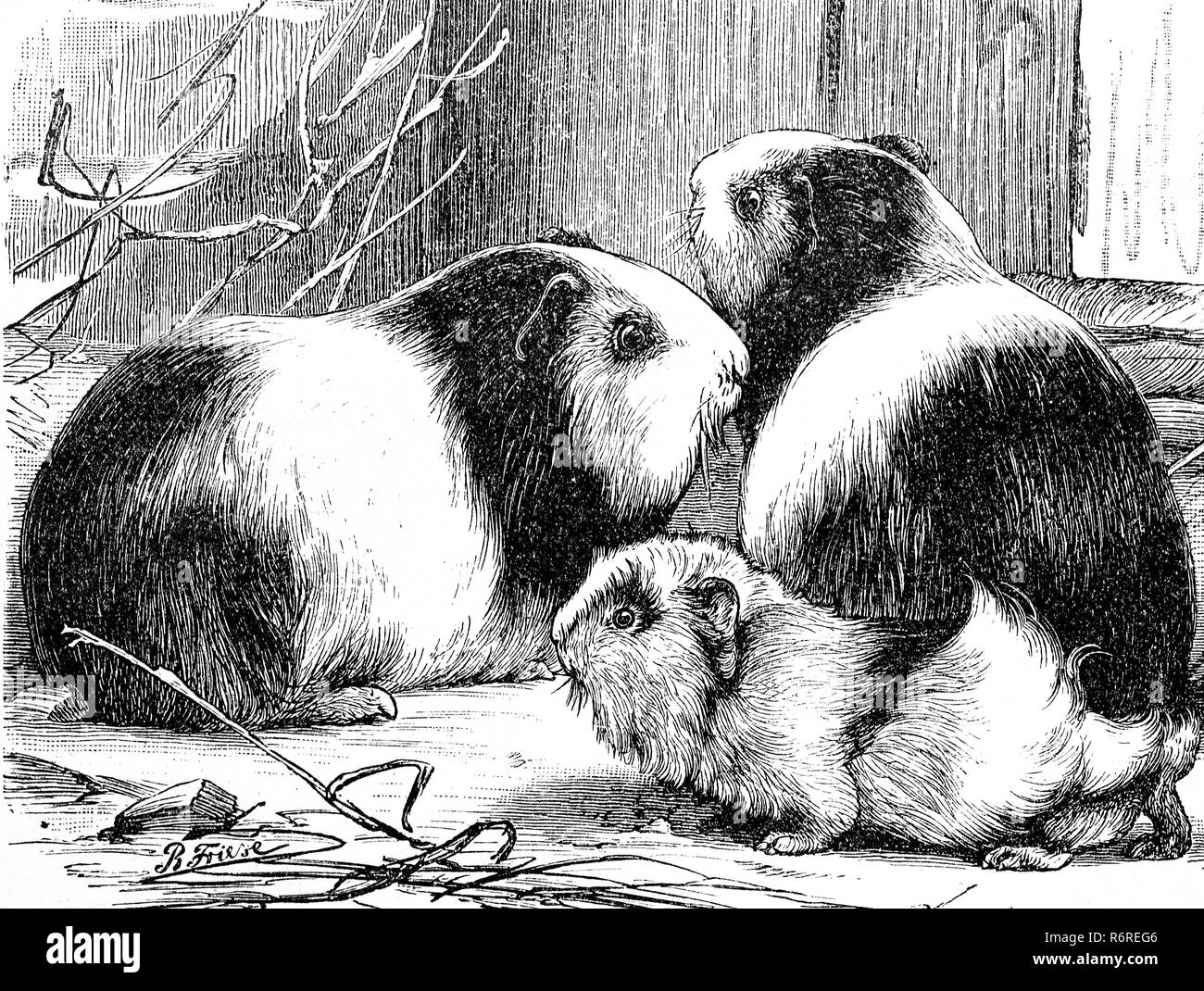 L'amélioration de la reproduction numérique, cobaye, Meerschweinchen, Cavia cobaya, tirage original du 19ème siècle Banque D'Images