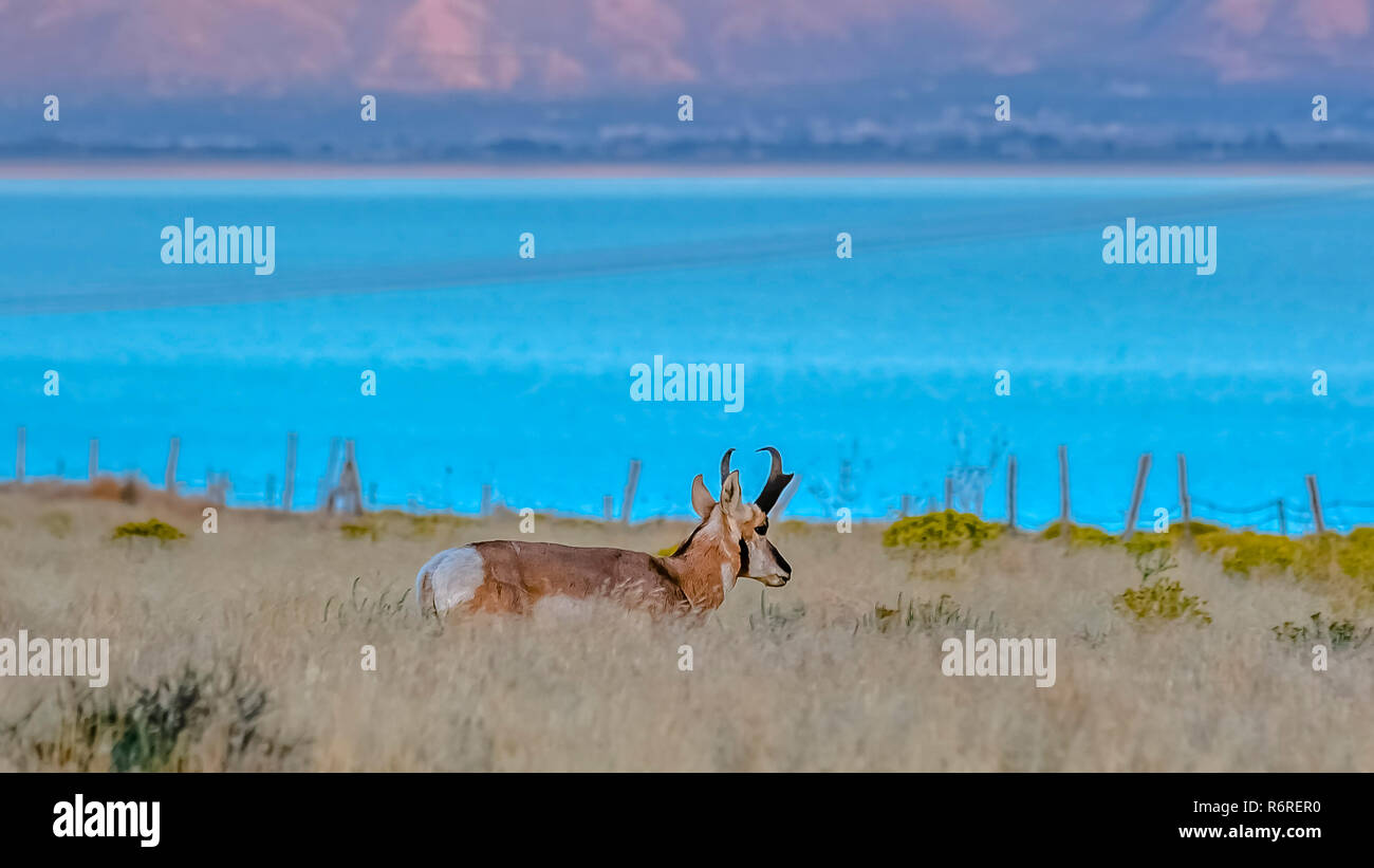 Antilope mâle contre Utah lac et montagne Banque D'Images