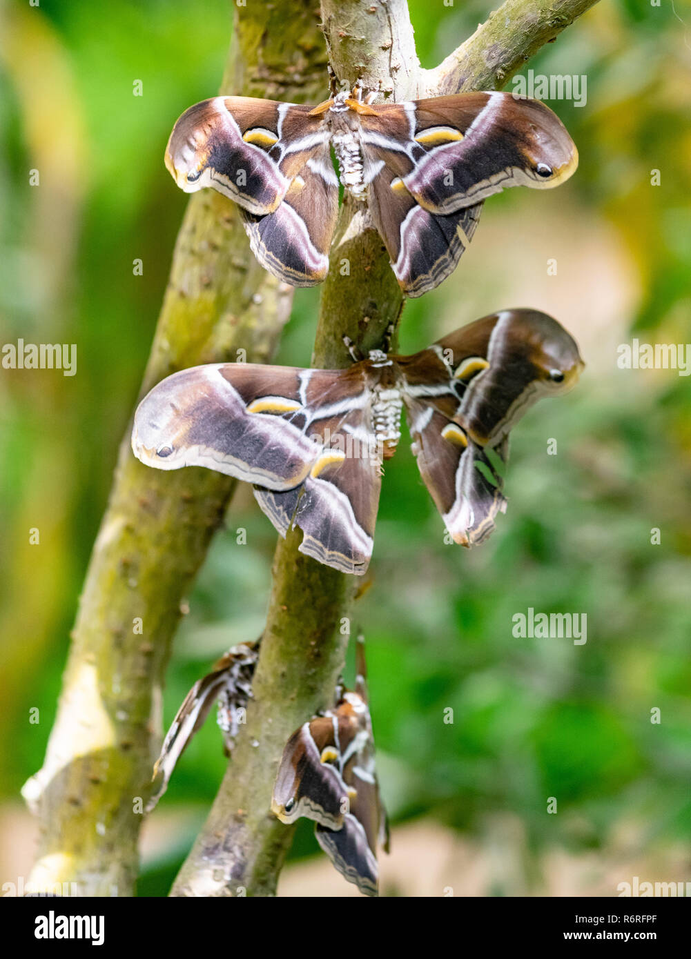 Un trio de papillons géant autour d'une branche dans mon jardin à papillons à Benalmadena, Espagne Banque D'Images