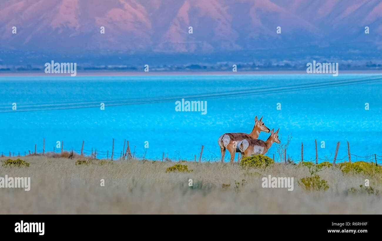 Sur une antilope d'habitat de la faune près de Utah Lake Banque D'Images