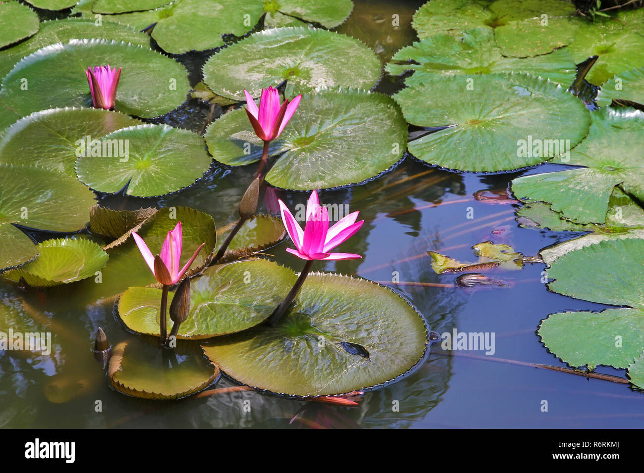 Fleurs de lotus rose pâle avec des feuilles vertes sur l'eau Banque D'Images