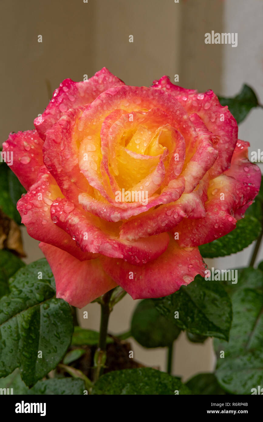 Rosa "rêve devenu réalité" Banque D'Images