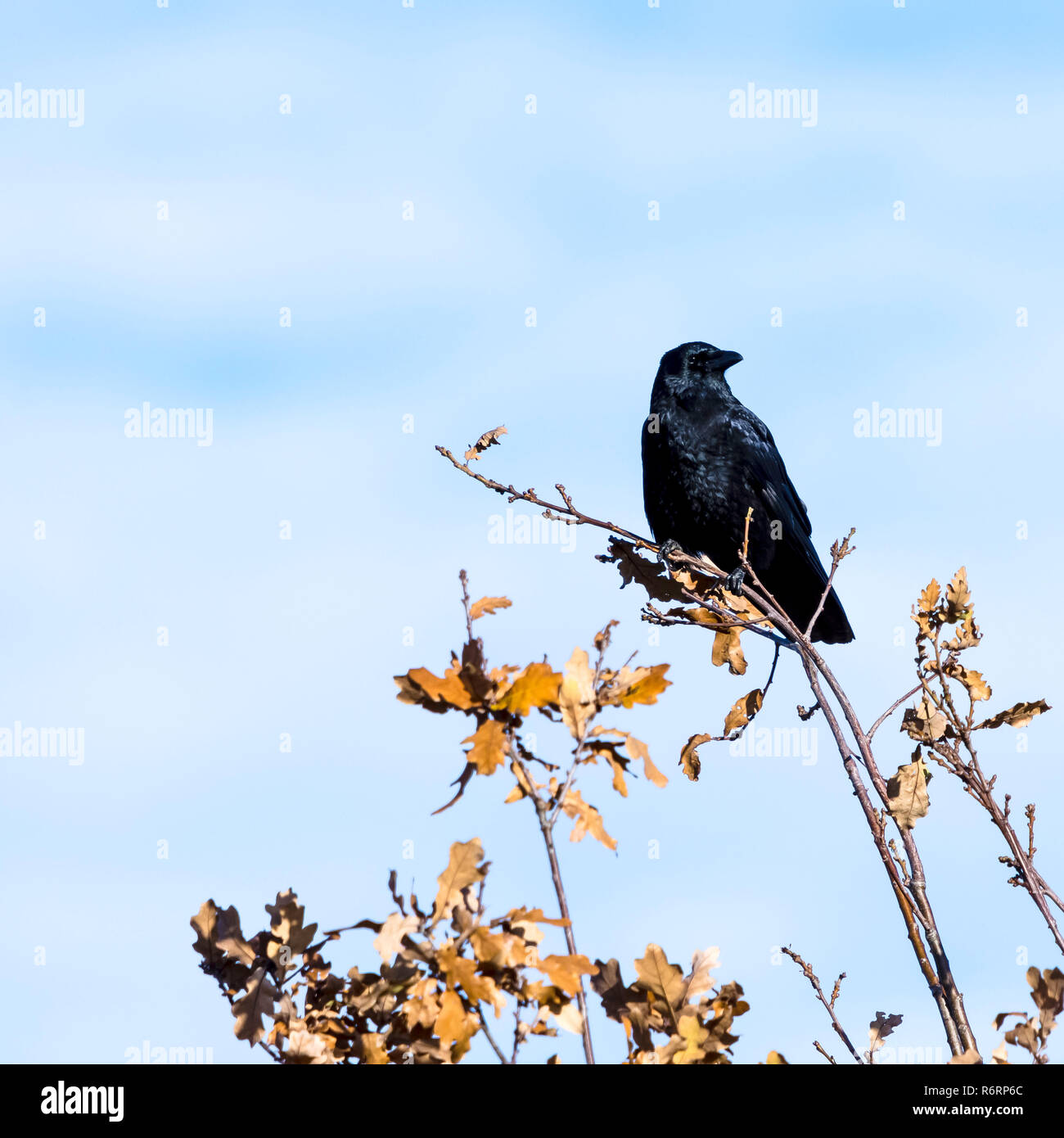 Corbeau sauvage dans le parc Banque D'Images