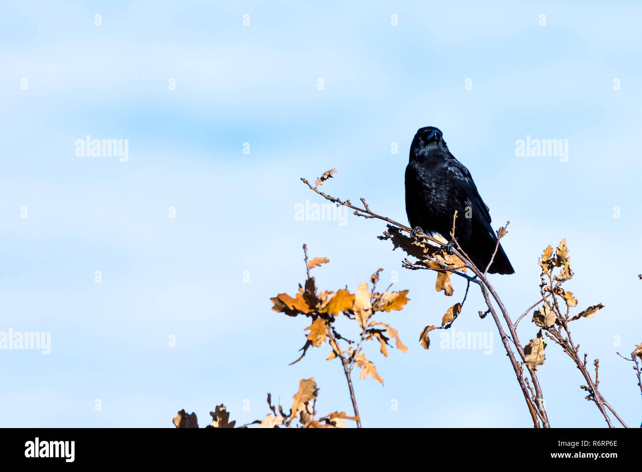 Corbeau sauvage dans le parc Banque D'Images