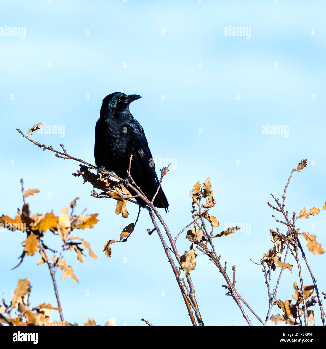 Corbeau sauvage dans le parc Banque D'Images