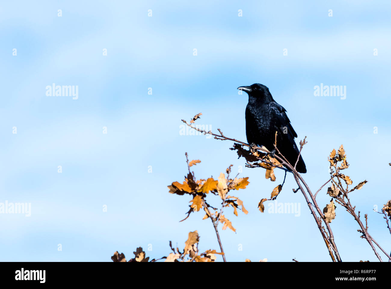 Corbeau sauvage dans le parc Banque D'Images
