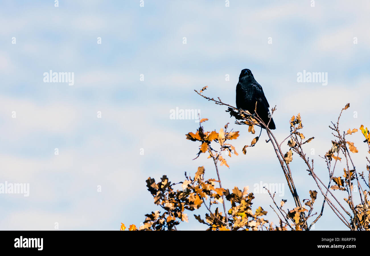 Corbeau sauvage dans le parc Banque D'Images