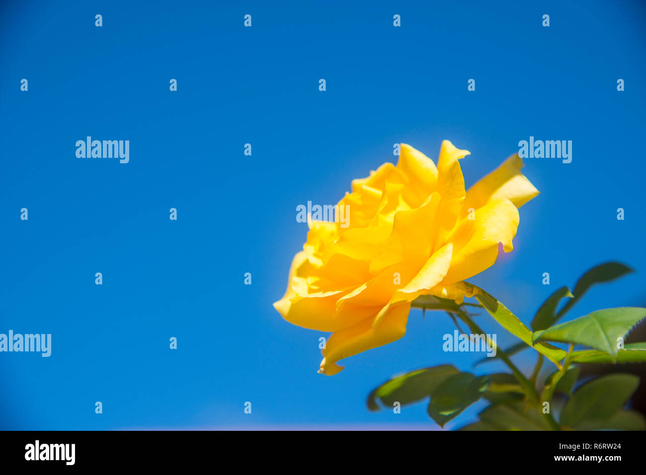 Rose jaune sur fond de ciel bleu. Banque D'Images