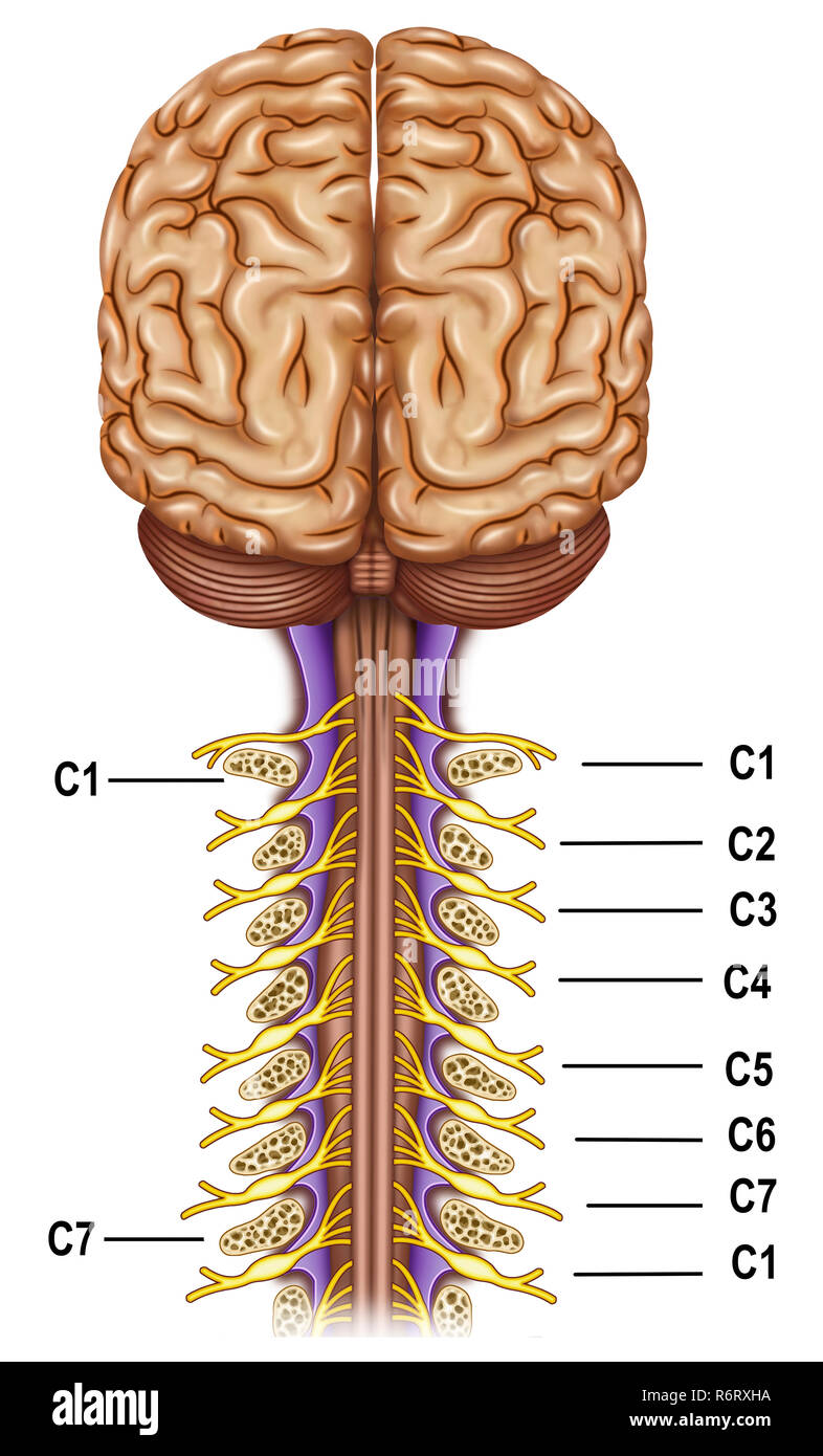 Le plexus cervical. Il contrôle les fonctions motrices du cou, c'est le plexus nerveux supérieur du système nerveux périphérique. Banque D'Images