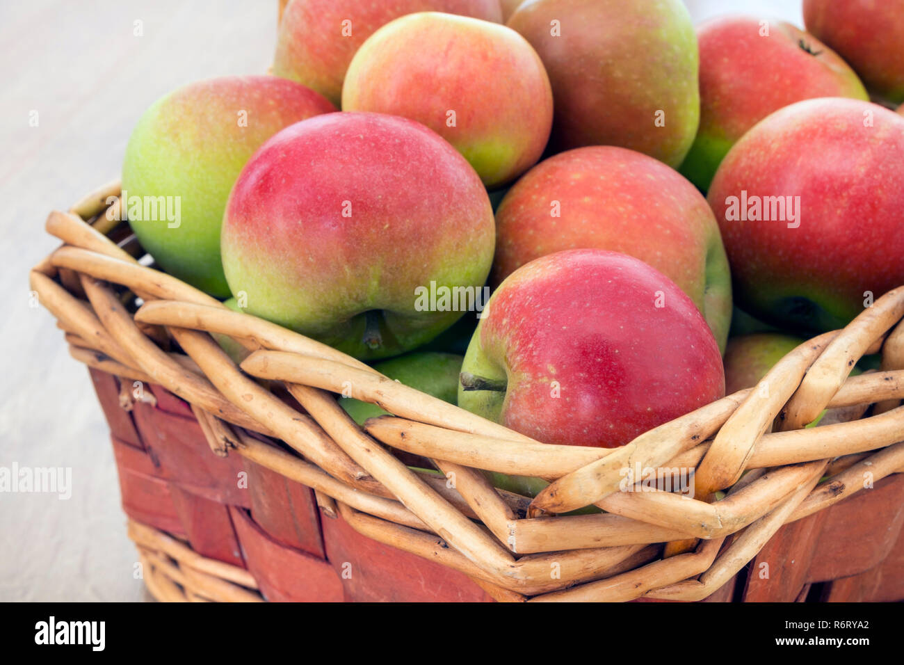 Un panier fraîchement cueillies de découverte (Malus domestica) Les pommes. Banque D'Images