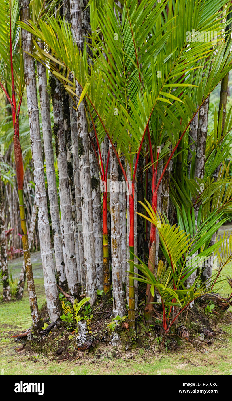 Cire cire rouge à lèvres d'étanchéité Palm Jardin de Balata Martinique Banque D'Images