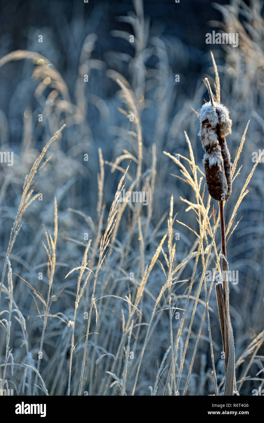 Les quenouilles givrées et les herbes, le Grand Sudbury, Ontario, Canada Banque D'Images