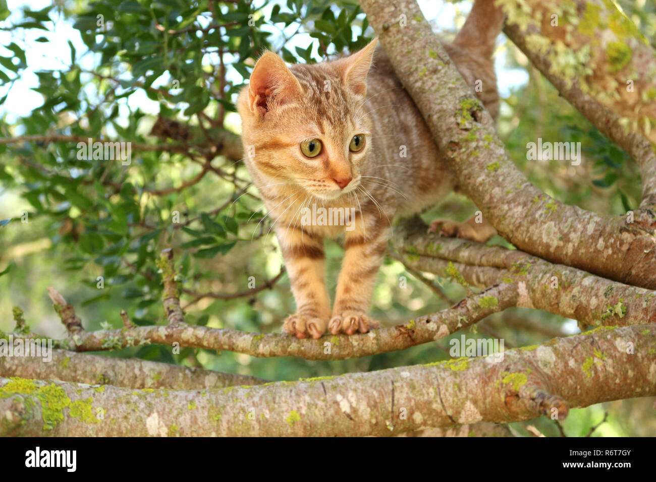 Jeune chat de gingembre, 3 mois, grimpant sur un arbre Banque D'Images