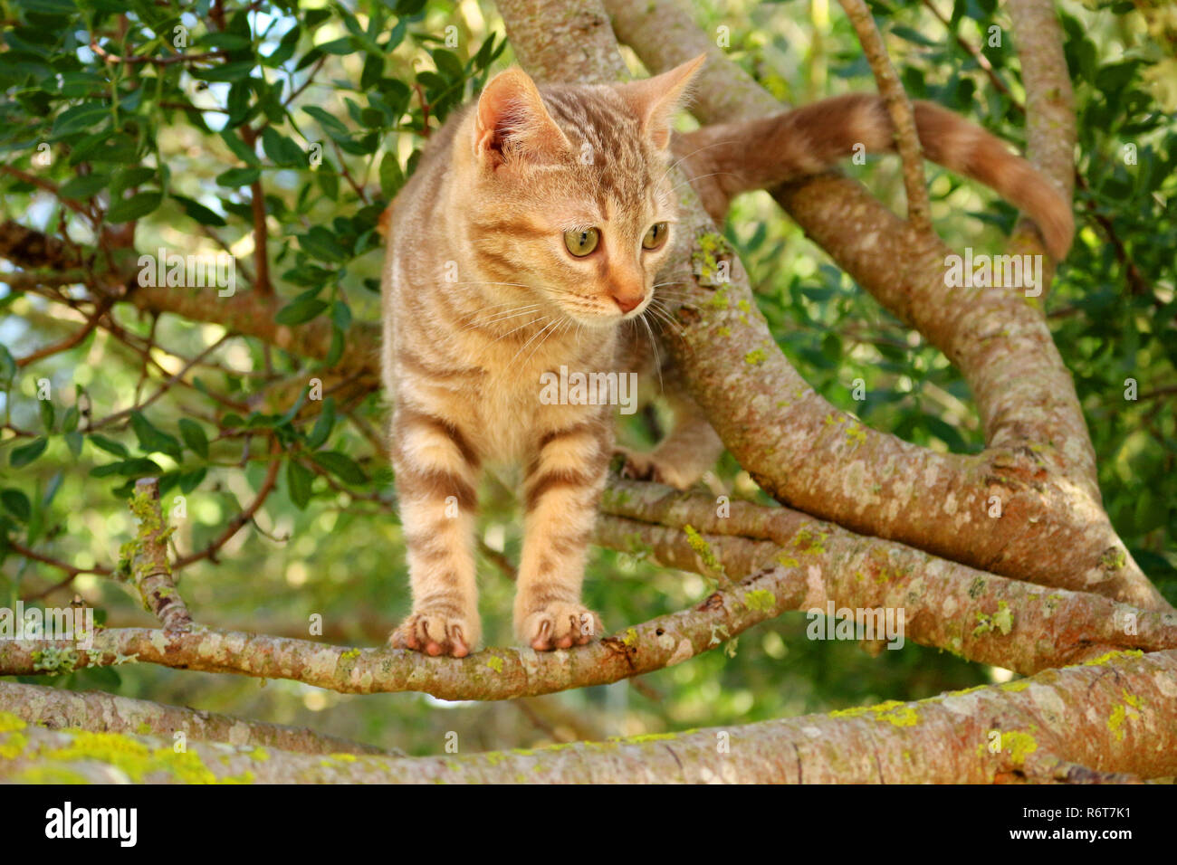 Jeune chat de gingembre, 3 mois, grimpant sur un arbre Banque D'Images