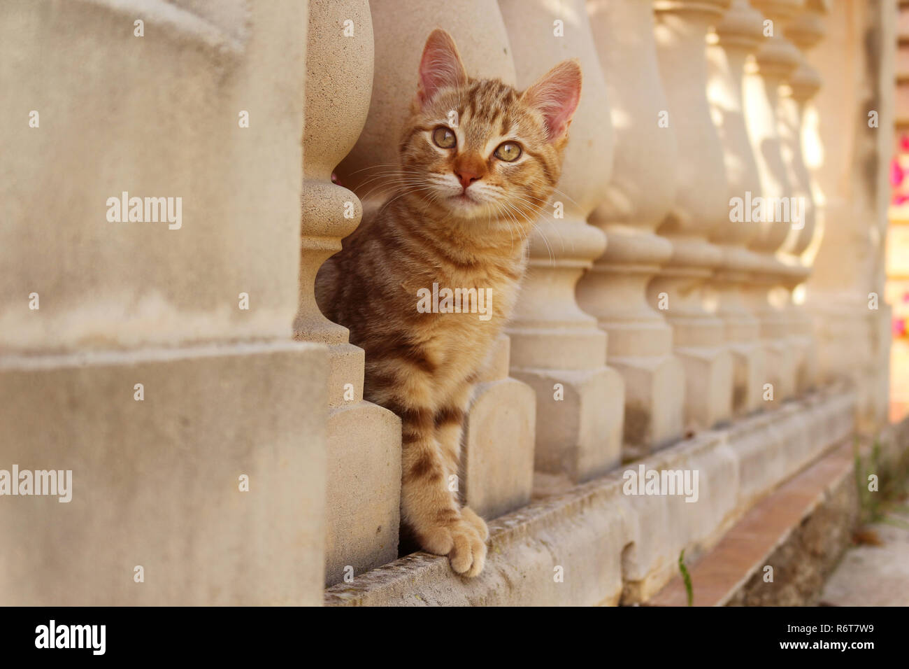 Jeune chat de gingembre, 3 mois, regardant à travers une balustrade Banque D'Images