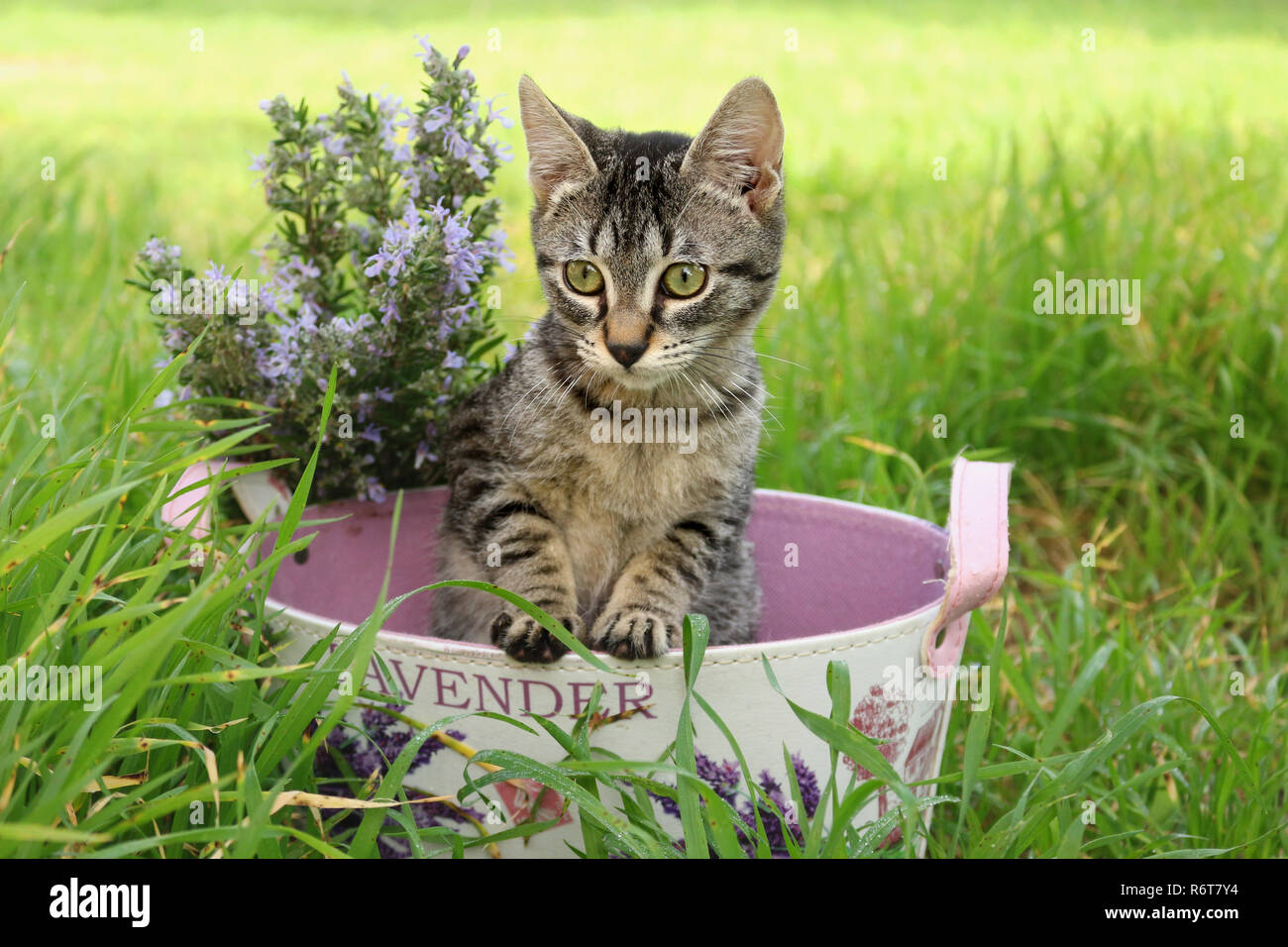 Jeune chat domestique, 3 mois, noir tabby, assis dans un pot de fleurs Banque D'Images
