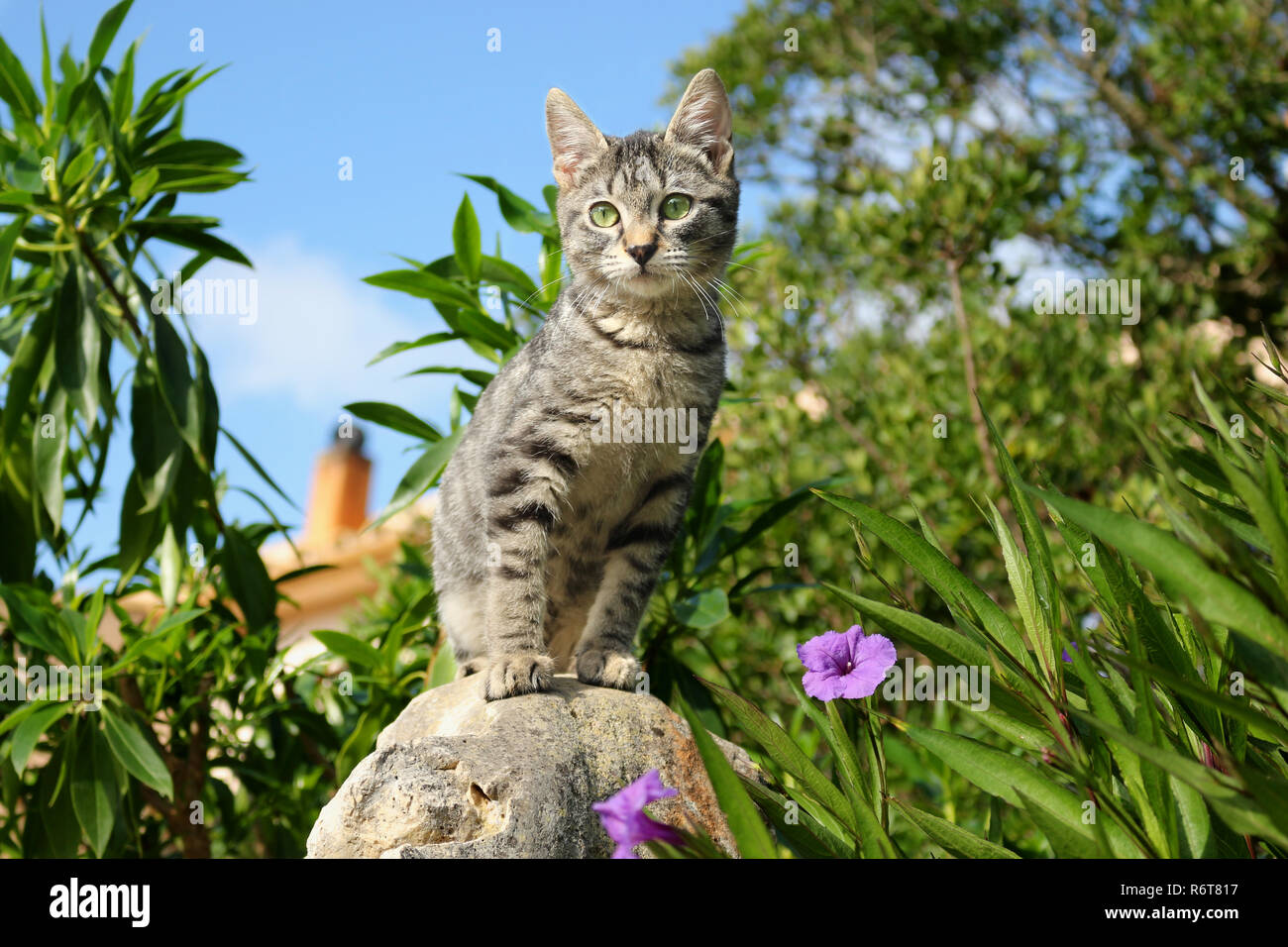 Jeune chat domestique, 3 mois, noir tabby Banque D'Images