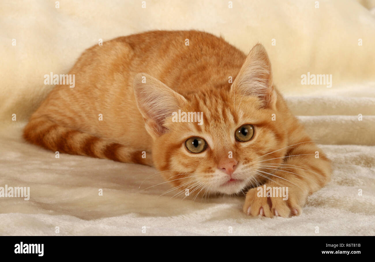 Jeune chat de gingembre, 3 mois, couché sur une couverture Banque D'Images