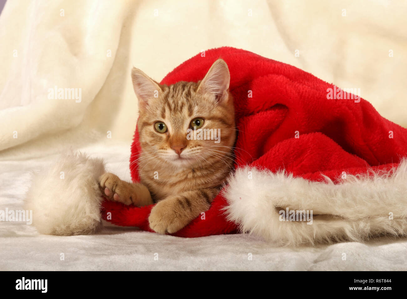 Jeune chat de gingembre, 3 mois, couché au pied d'un santa claus hat Banque D'Images