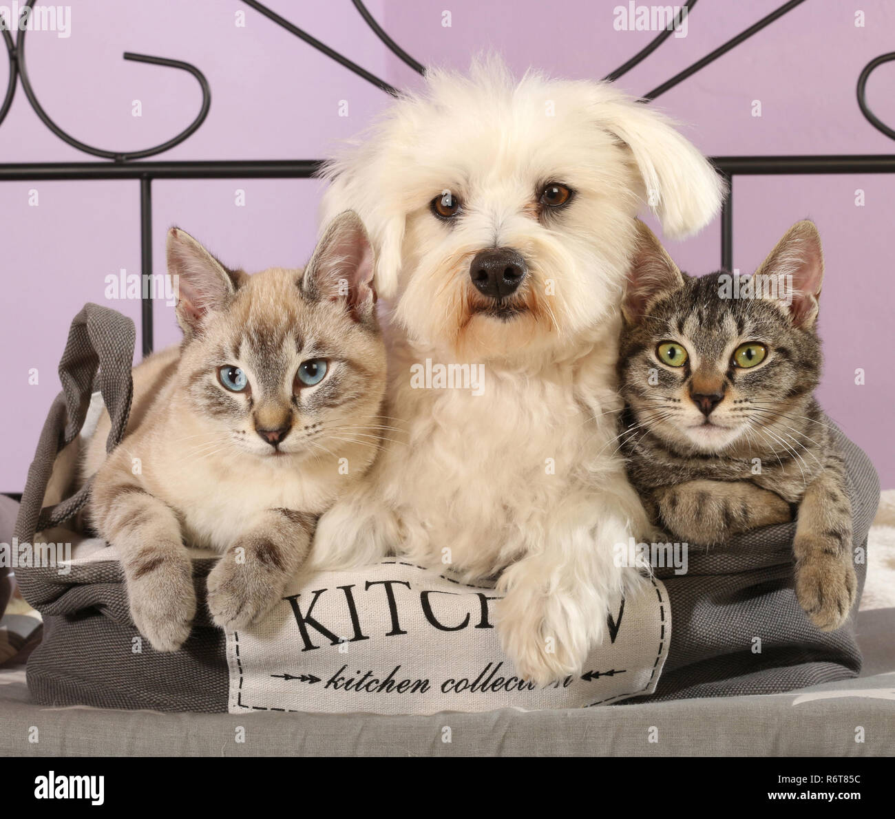 Chien maltais avec deux jeunes chats (seal tabby point et tabby noir) Banque D'Images