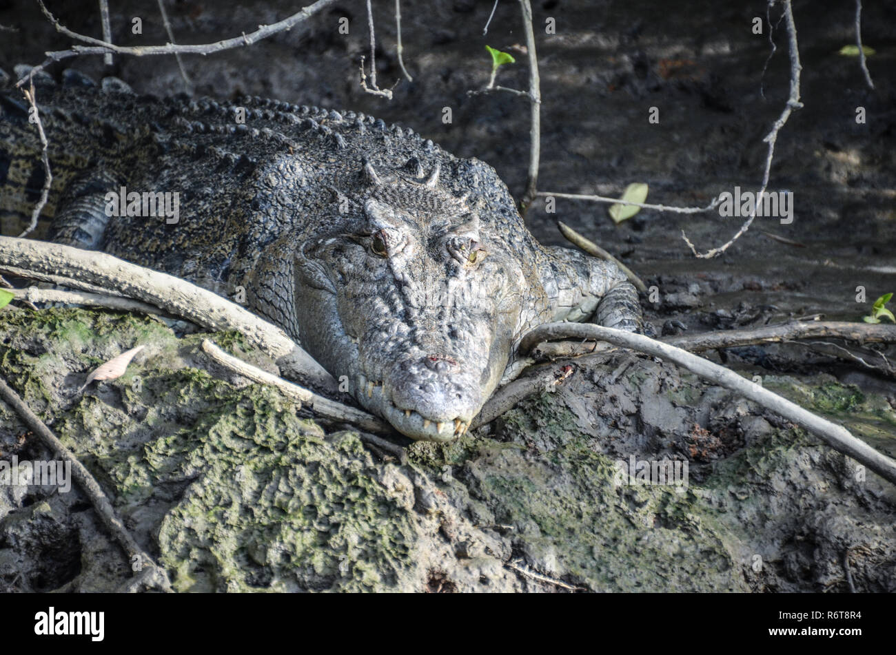 Saltwater Crocodile repéré lors d'une croisière sur la rivière Daintree, Queensland, Australie. Banque D'Images