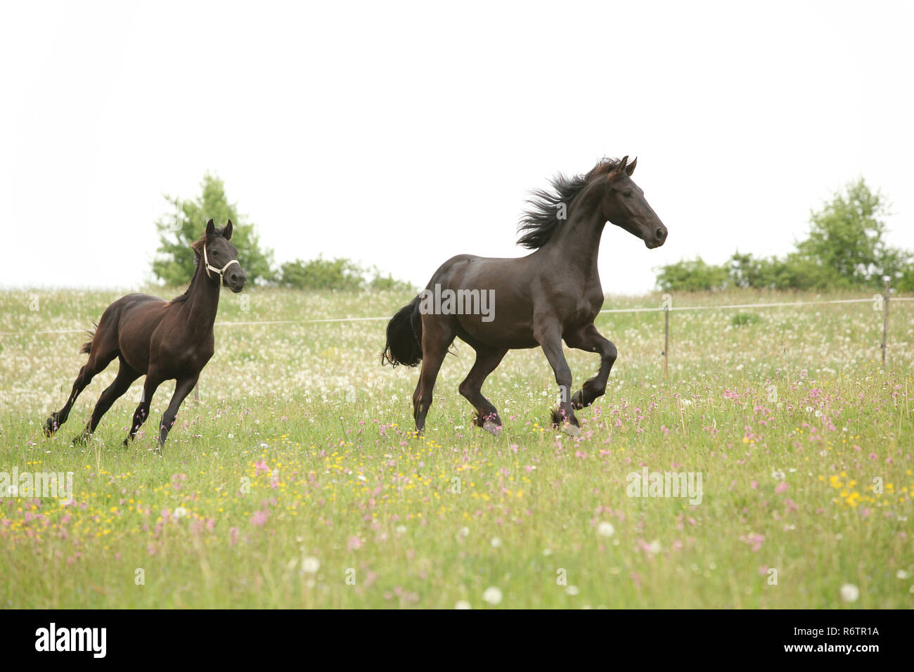 Deux chevaux frisons noirs courir devant ciel blanc sur des pâturages Banque D'Images