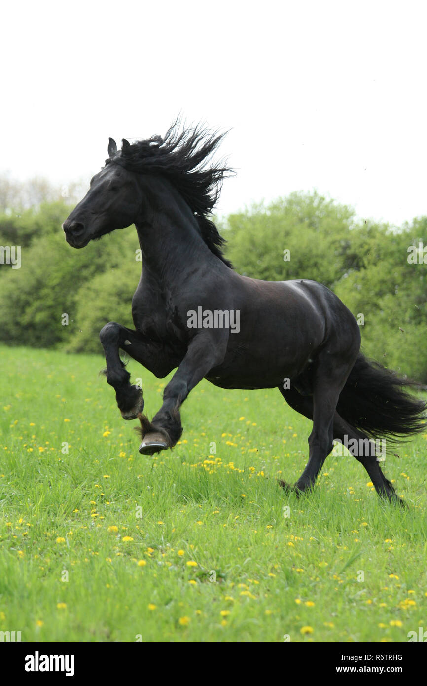 Cheval frison noir runninng sur pâturage avec ciel blanc Banque D'Images
