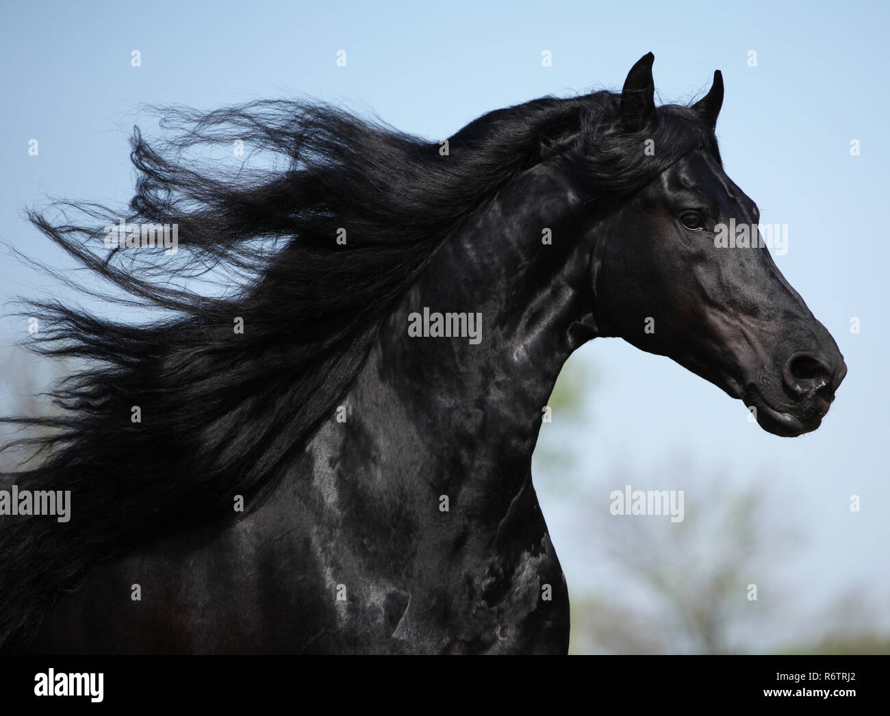 Magnifique étalon frison avec crinière longue d'exécution sur le pâturage au printemps Banque D'Images