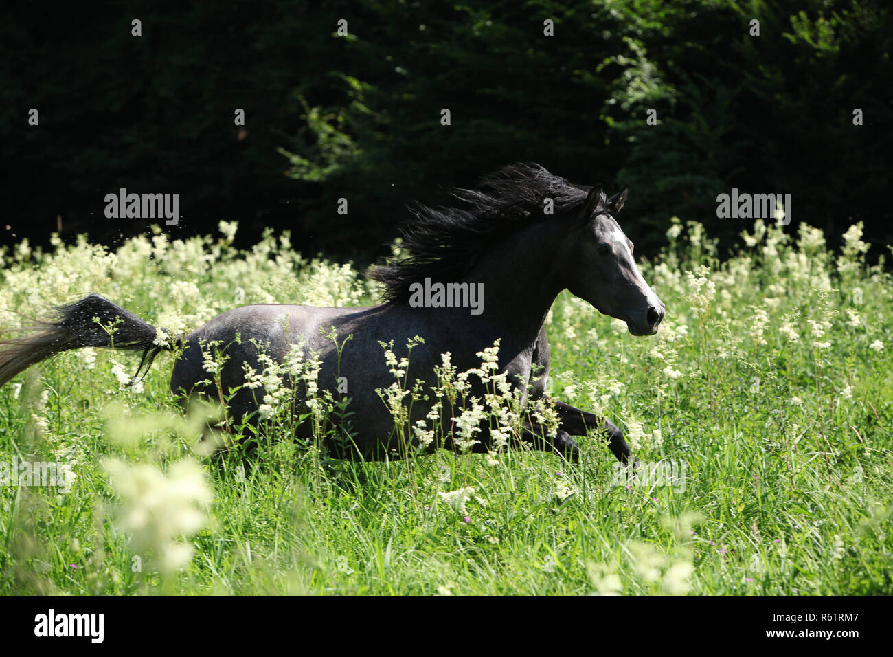 Superbe cheval avec la crinière de vol opérationnel en fleurs en contre-jour Banque D'Images