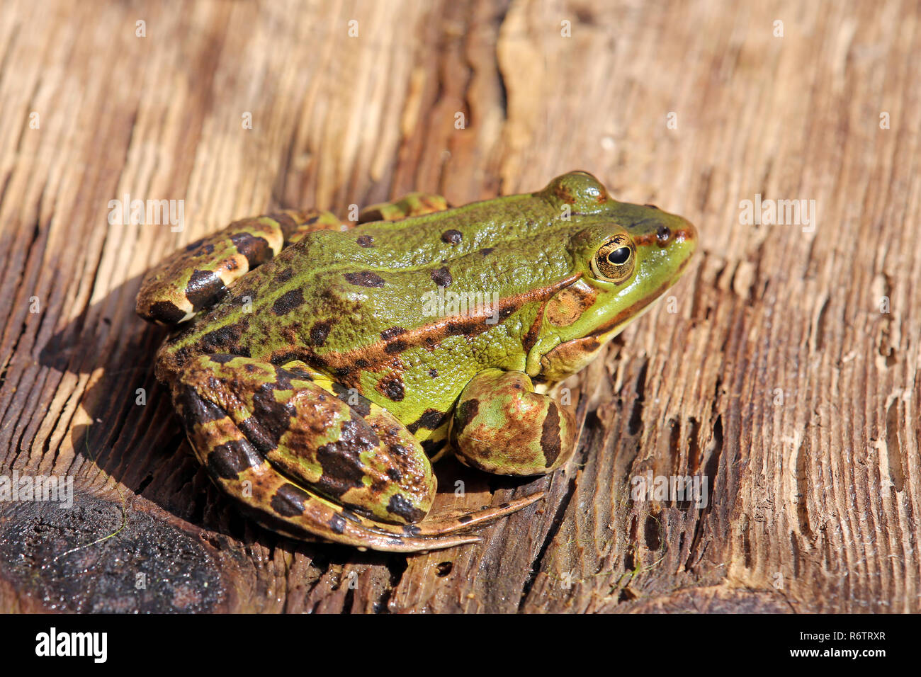 Étang frog pelophylax esculentus est assis sur planche de bois par l'étang Banque D'Images