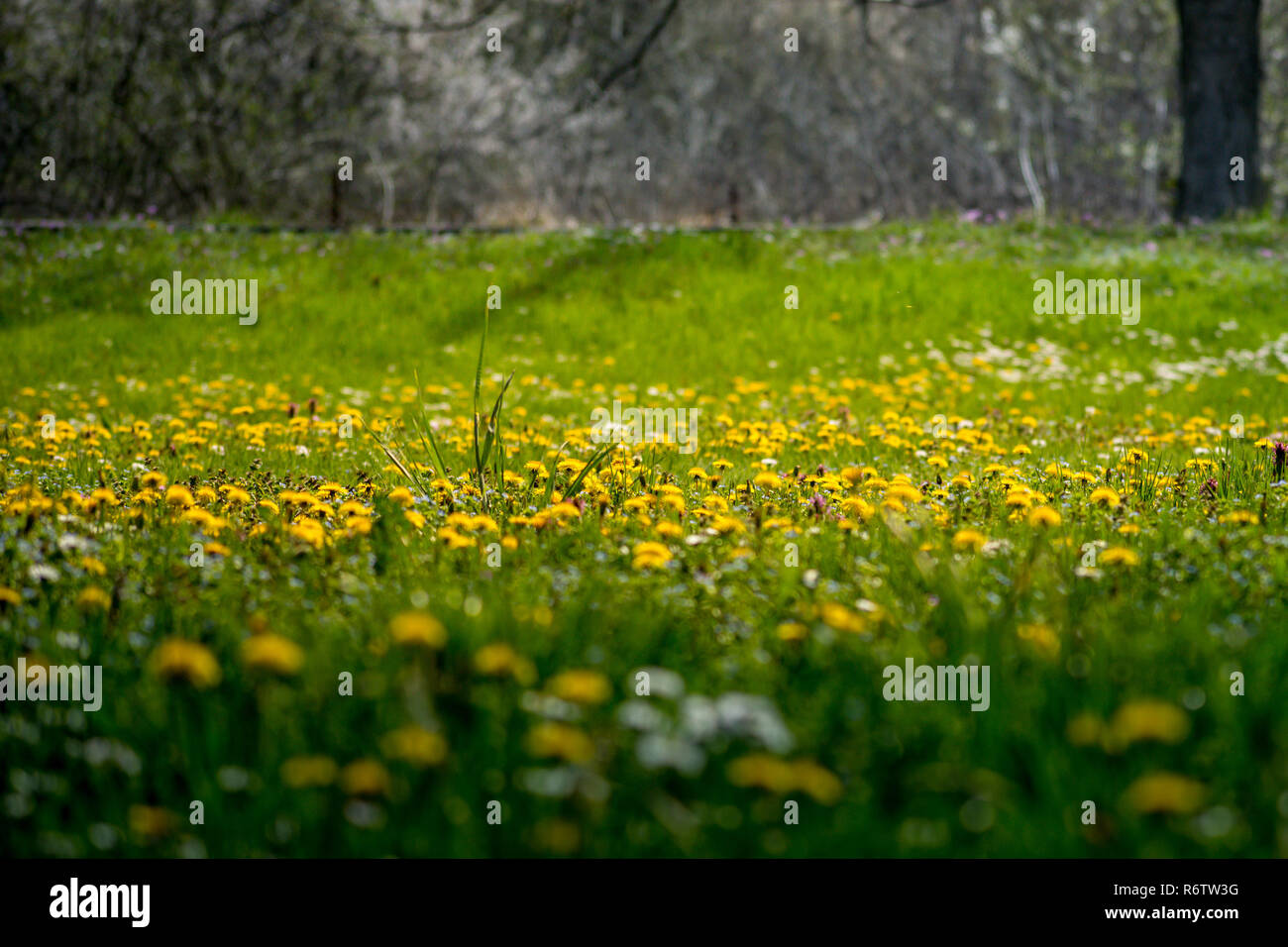 Beatifull pissenlit jaune sur le terrain herbeux Banque D'Images