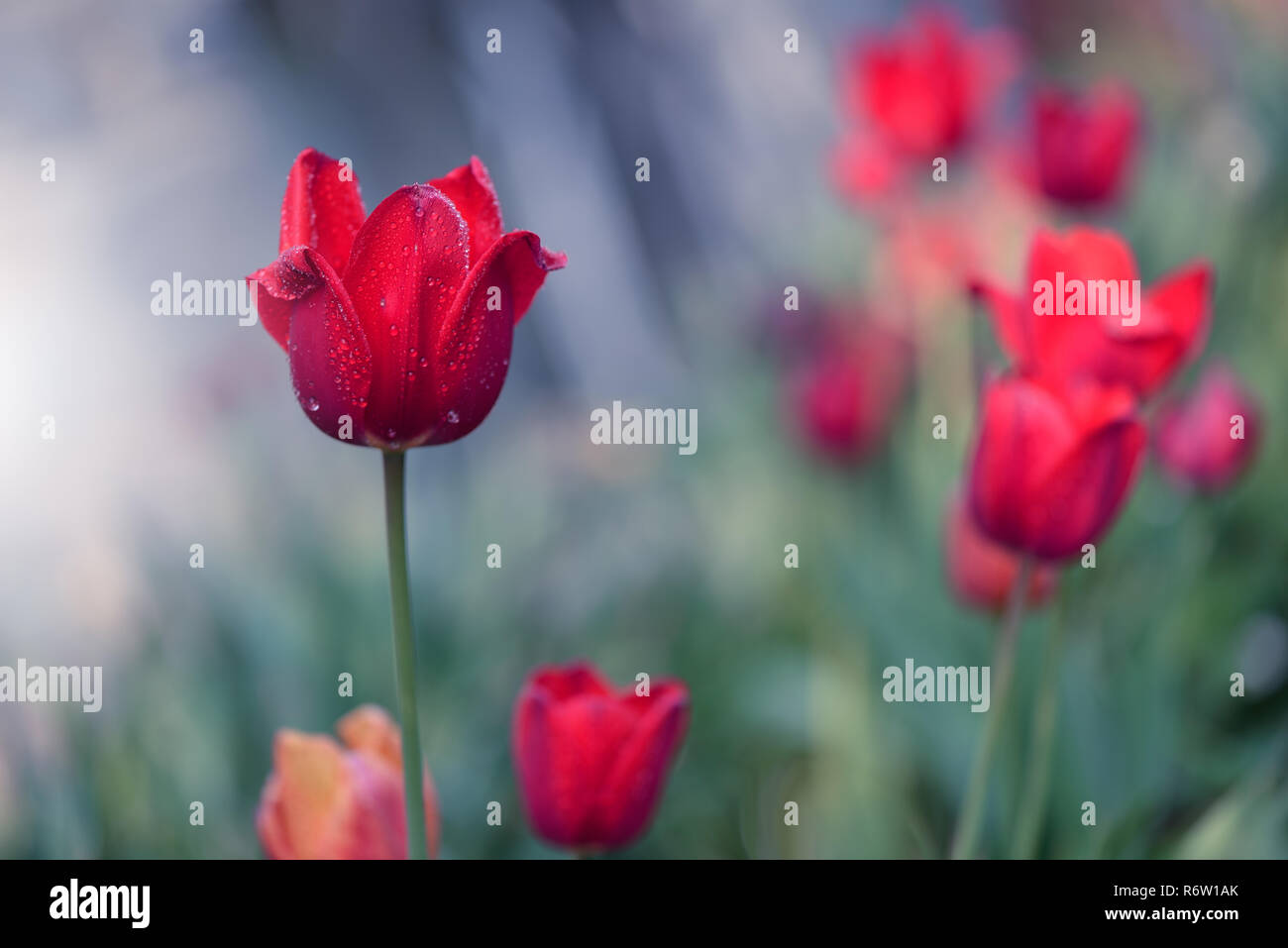 Magnifique Bouquet De Tulipes Rougestulipes Colorées