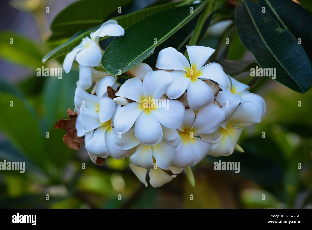 Fleurs et fleurs Plumeria Banque D'Images Fleurs et fleurs Plumeria Banque D'Images