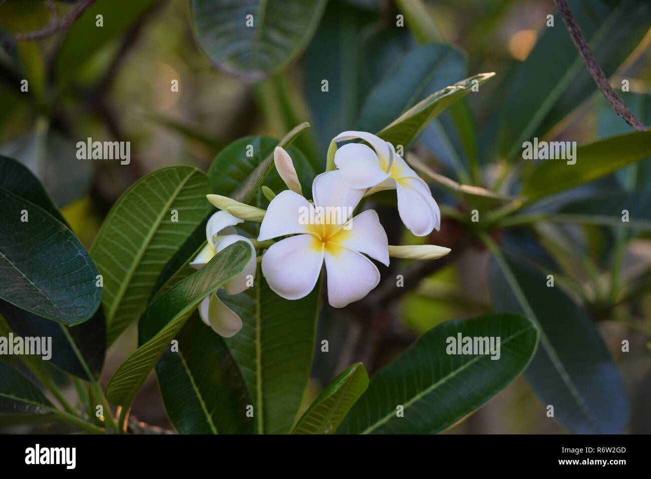 Fleurs et fleurs Plumeria Banque D'Images Fleurs et fleurs Plumeria Banque D'Images