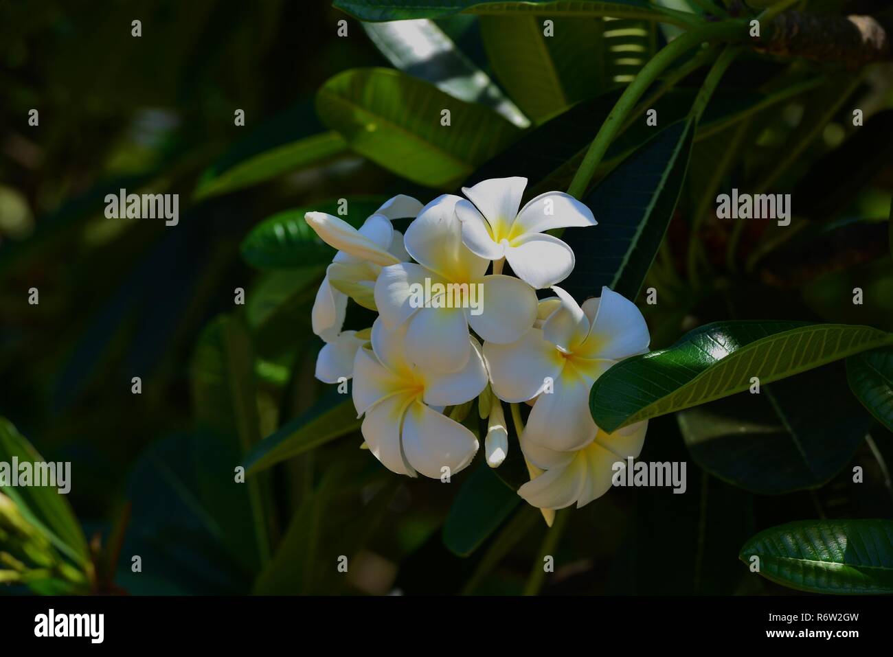 Fleurs et fleurs Plumeria Banque D'Images Fleurs et fleurs Plumeria Banque D'Images