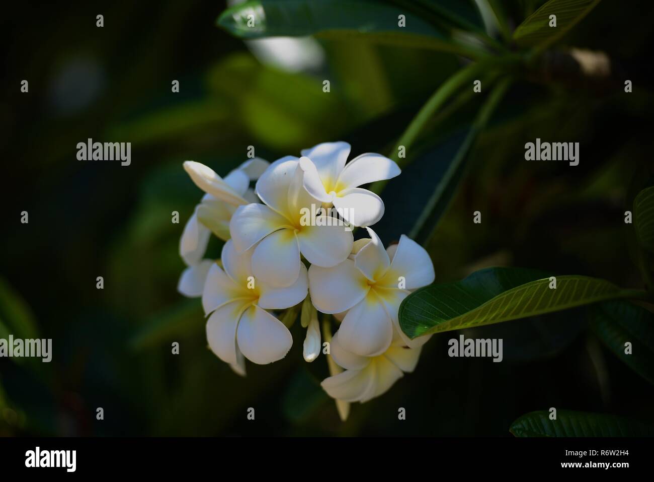 Fleurs et fleurs Plumeria Banque D'Images Fleurs et fleurs Plumeria Banque D'Images