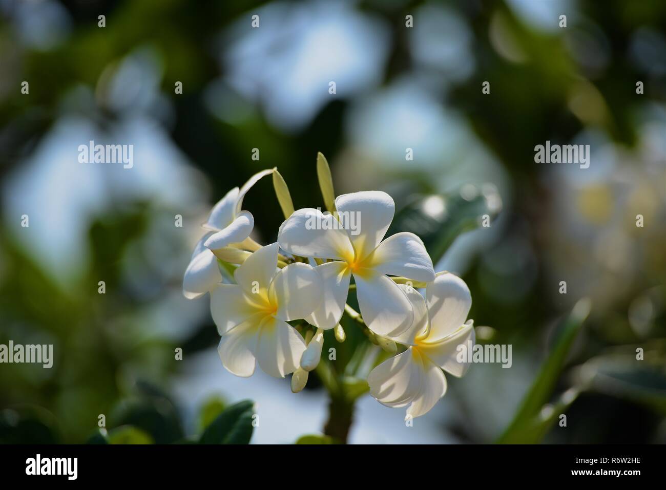 Fleurs et fleurs Plumeria Banque D'Images Fleurs et fleurs Plumeria Banque D'Images