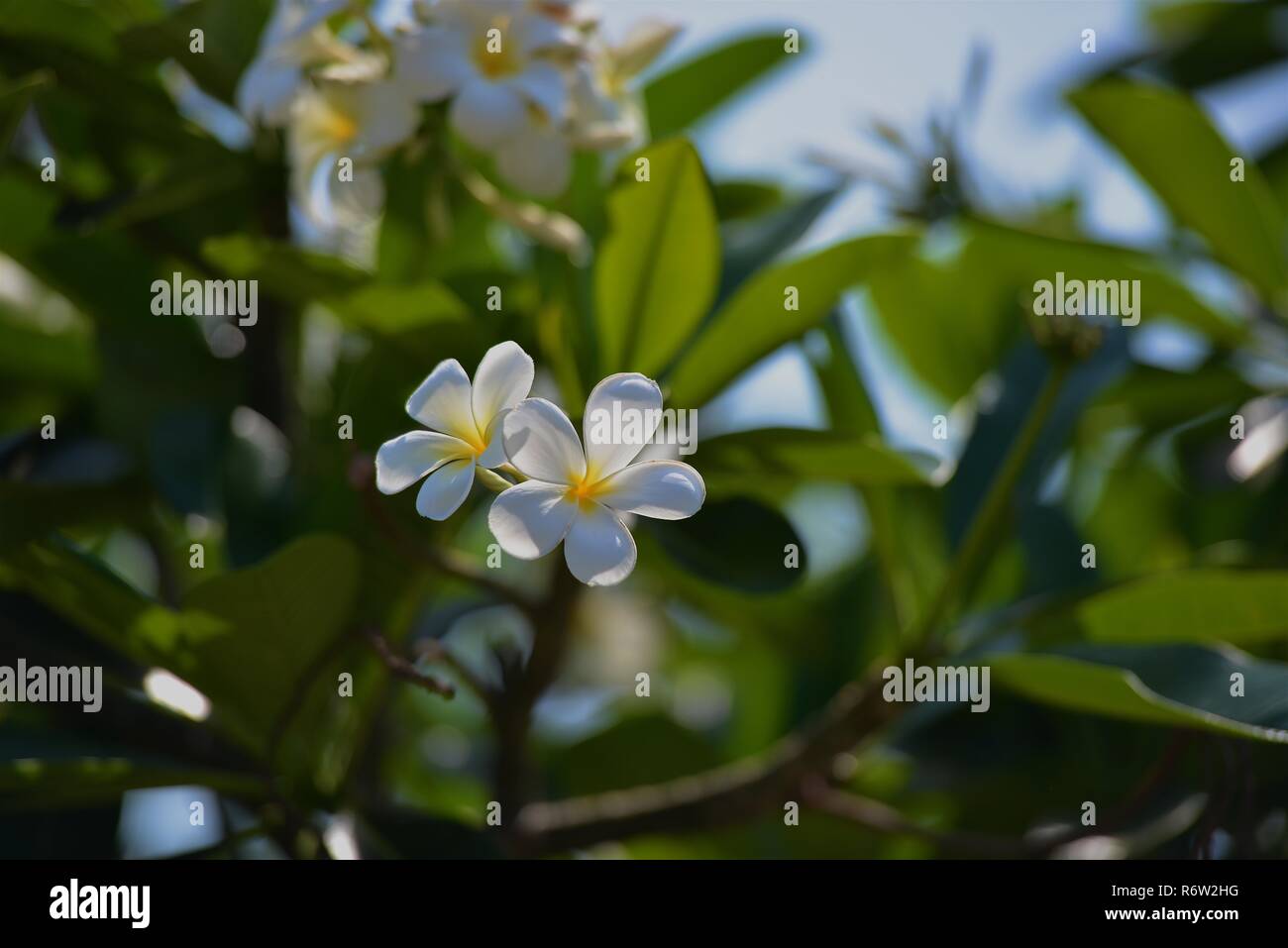 Fleurs et fleurs Plumeria Banque D'Images Fleurs et fleurs Plumeria Banque D'Images