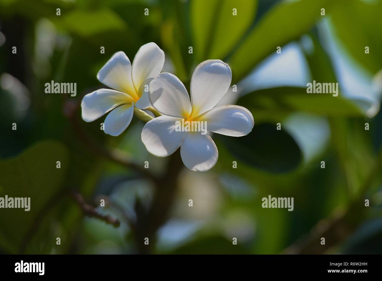 Fleurs et fleurs Plumeria Banque D'Images Fleurs et fleurs Plumeria Banque D'Images