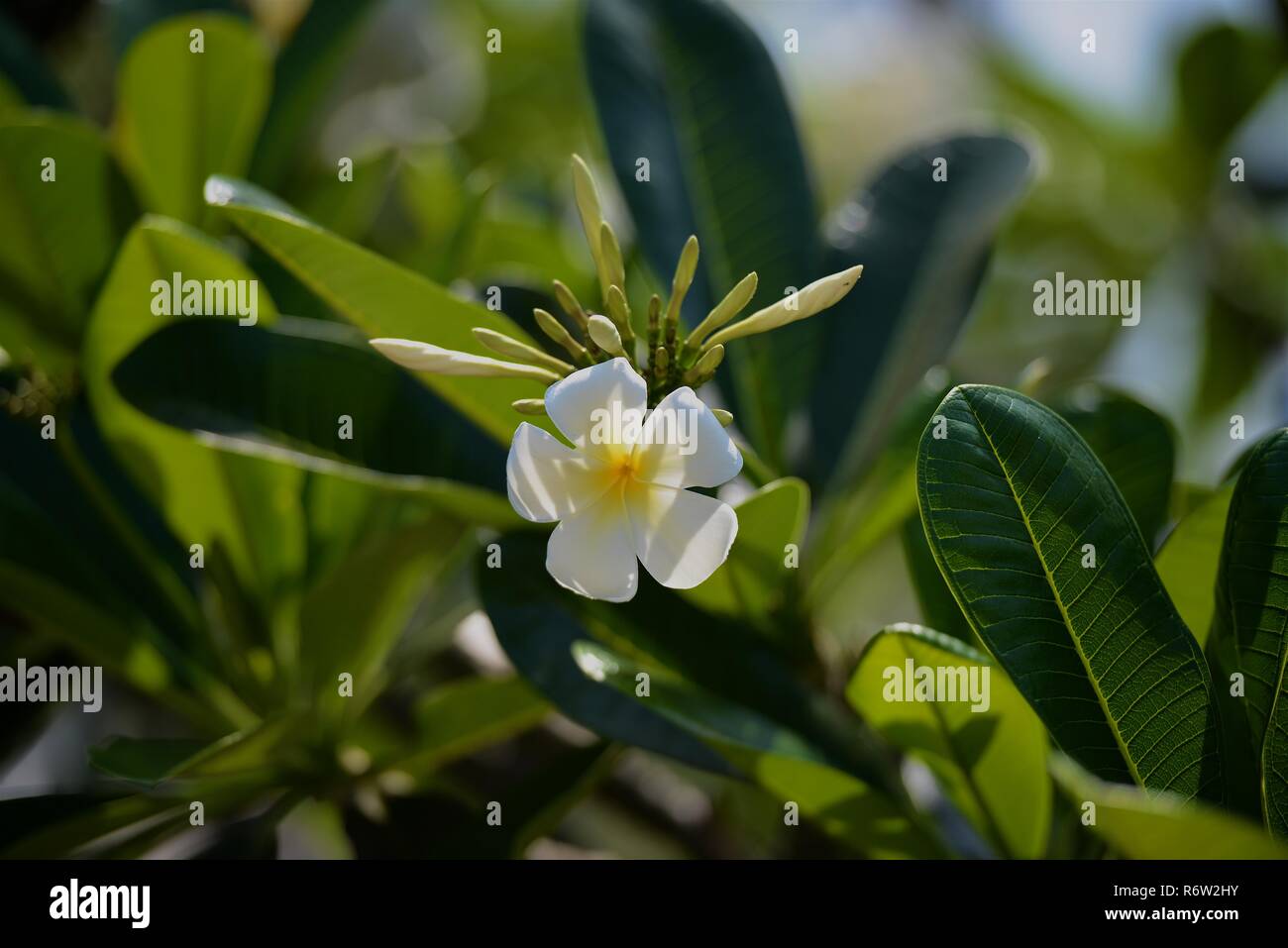 Fleurs et fleurs Plumeria Banque D'Images Fleurs et fleurs Plumeria Banque D'Images